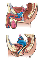 Human reproductive system in vector