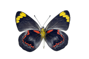 Butterfly - Black Jezebel, Delias nigrina