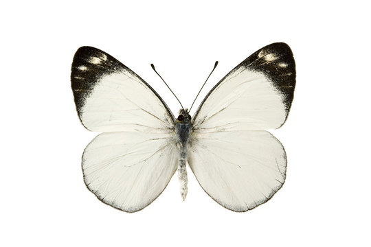 Butterfly - Black Jezebel, Delias nigrina