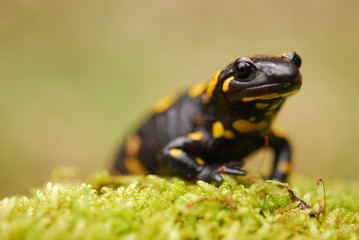 Salamandra salamandra