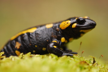 Salamandra salamandra