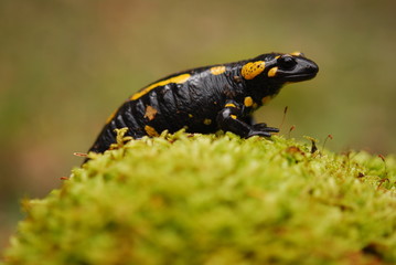 Salamandra salamandra