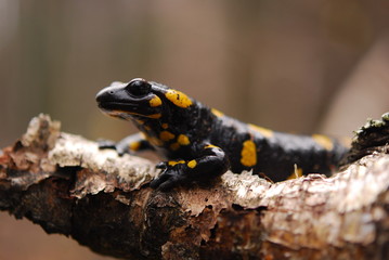 Salamandra salamandra