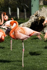 Flamingo portrait from ZOO