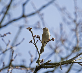 Chiffchaff