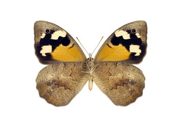 Butterfly - Common Brown, Heteronympha merope