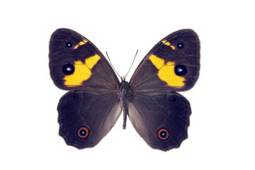 Butterfly - Sword-grass Brown, Tisiphone abeona