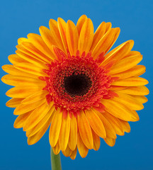 Gerbera Daisy gelb und orange