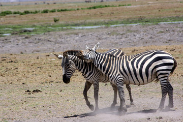 Fototapeta na wymiar Zwei Zebras im Amboseli-Nationalpark