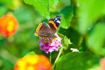 beauty butterfly