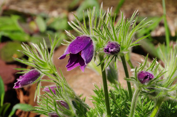 Kuechenschelle - pasque flower 07