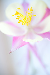flower. macro