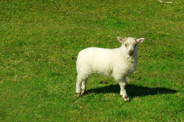 Obraz premium ein kleines, junges Lamm auf einer Weide