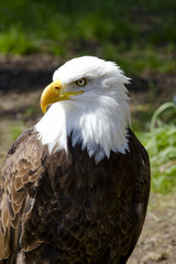 American Bald Eagle (Haliaeetus leucocephalus)