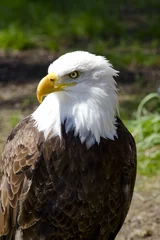 Foto op Plexiglas American Bald Eagle (Haliaeetus leucocephalus) © Fernando Cortés