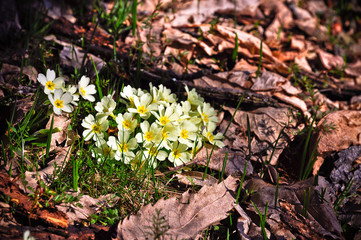 PRIMULA VULGARIS