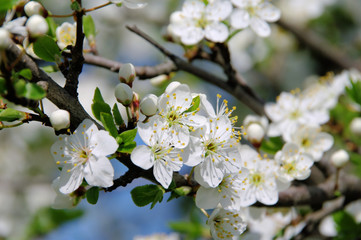 Pflaumenbaumbluete - plum blossom 01