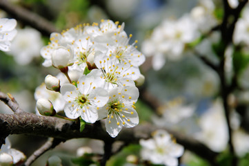 Pflaumenbaumbluete - plum blossom 03