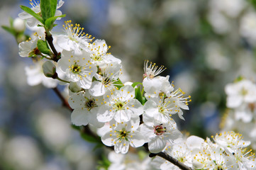 Pflaumenbaumbluete - plum blossom 15