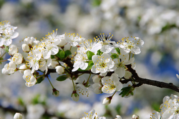 Pflaumenbaumbluete - plum blossom 20
