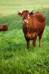 some cows pasturing in green fields