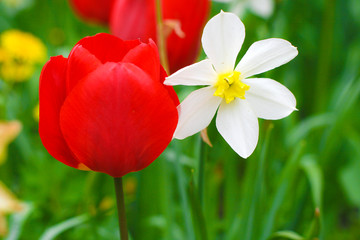 Obraz premium bright red tulip on a background of green grass