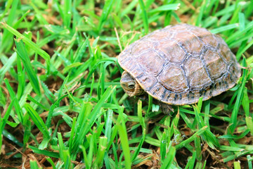 Turtle