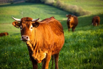 Fototapeta premium some cows pasturing in green fields