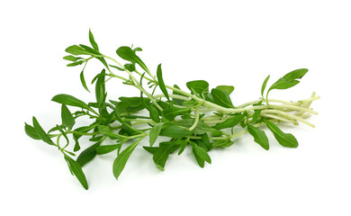 Summer savory isolated on white background