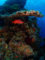 Naklejka na ściany i meble Koral kolonii i czerwone ryby