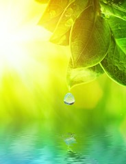 Morning dew on a green grass reflected in rendered water