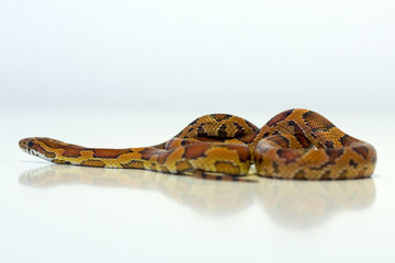 Obraz premium Corn snake