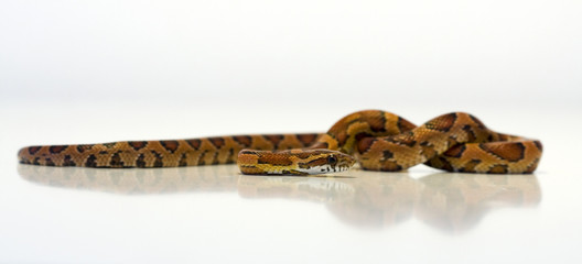 Corn snake
