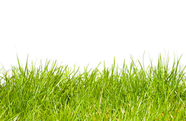 Grass on isolated white background