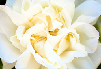 spring rose bush with white flower