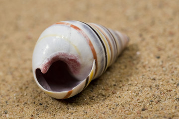 Macro studio shot of beautiful sea shell on a yellow sand