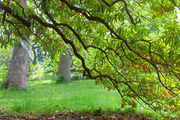 Green-red tree foliage in spring park