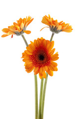 Three orange Gerber flowers over white background