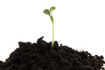 Pile of black garden soil with young plant