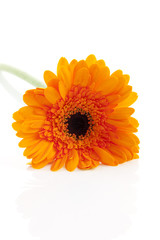 Orange Gerber flower