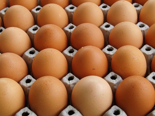 egg_2