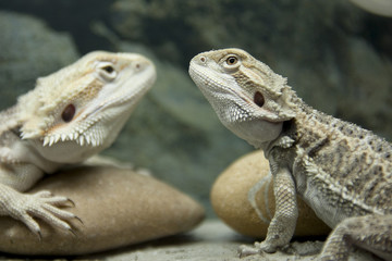 Two Bearded Dragon reptile