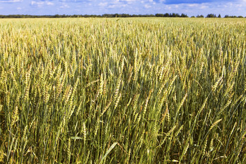 Field of wheat under azure sky