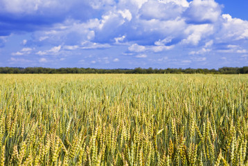 Field of wheat under azure sky..