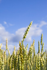 Fototapeta premium Ears of wheat on sky background