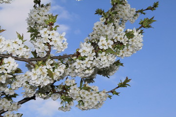Kirschbaumblüten