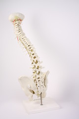 Obraz premium wirbelsäule