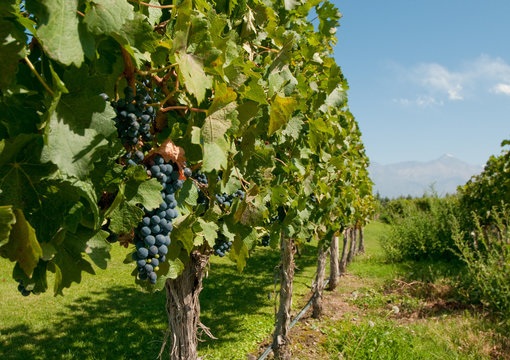 Vineyards Of Mendoza, Argentina