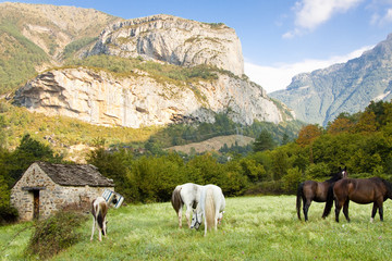 Fototapeta premium Wild horses in Ordesa National Park