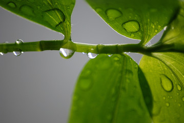 HOJAS DESPUÉS DE LA LLUVIA